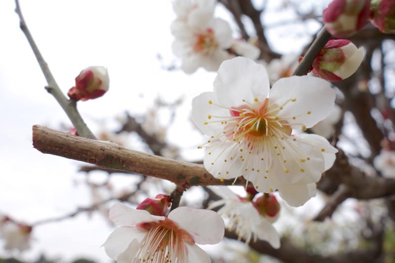 梅の花と桜は似ているからこそ、見分け方をわかる人になればモテるという妄想と雑学04