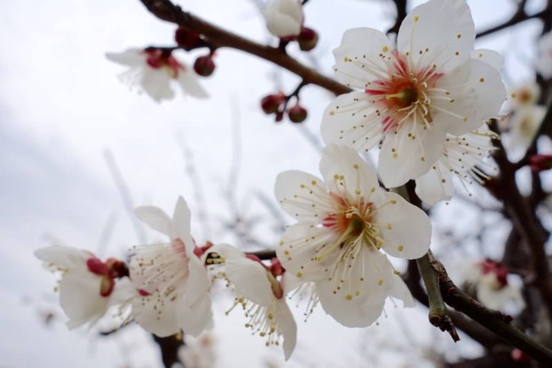 梅の花と桜は似ているからこそ、見分け方をわかる人になればモテるという妄想と雑学08