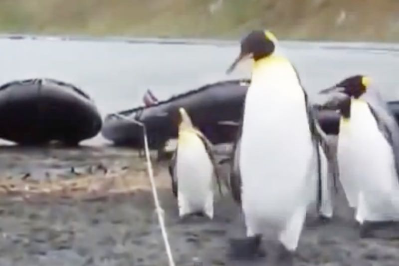 【動画】可愛そうだけど笑っちゃう！ペンギンの癒やし縄跳び！？03