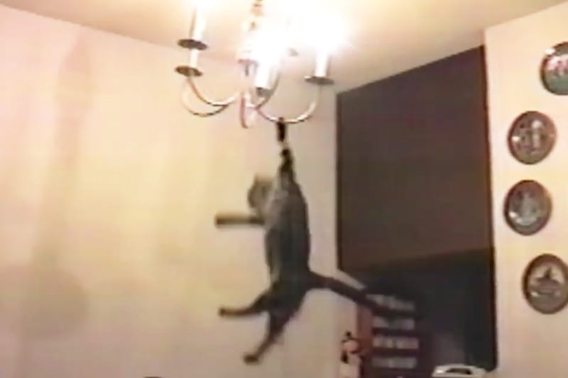 【動画】猫の面白動画集！可愛そうだけど癒されるYouTubeねこ2006